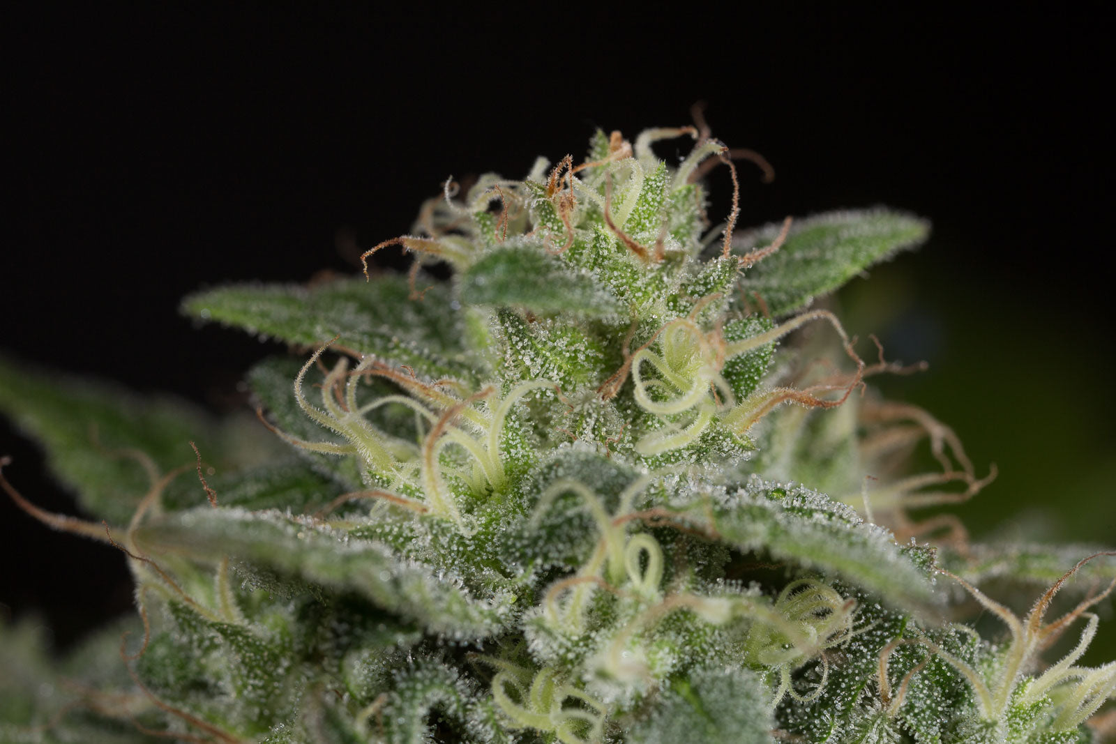 Humboldt Seeds Sapphire OG Feminisiert
