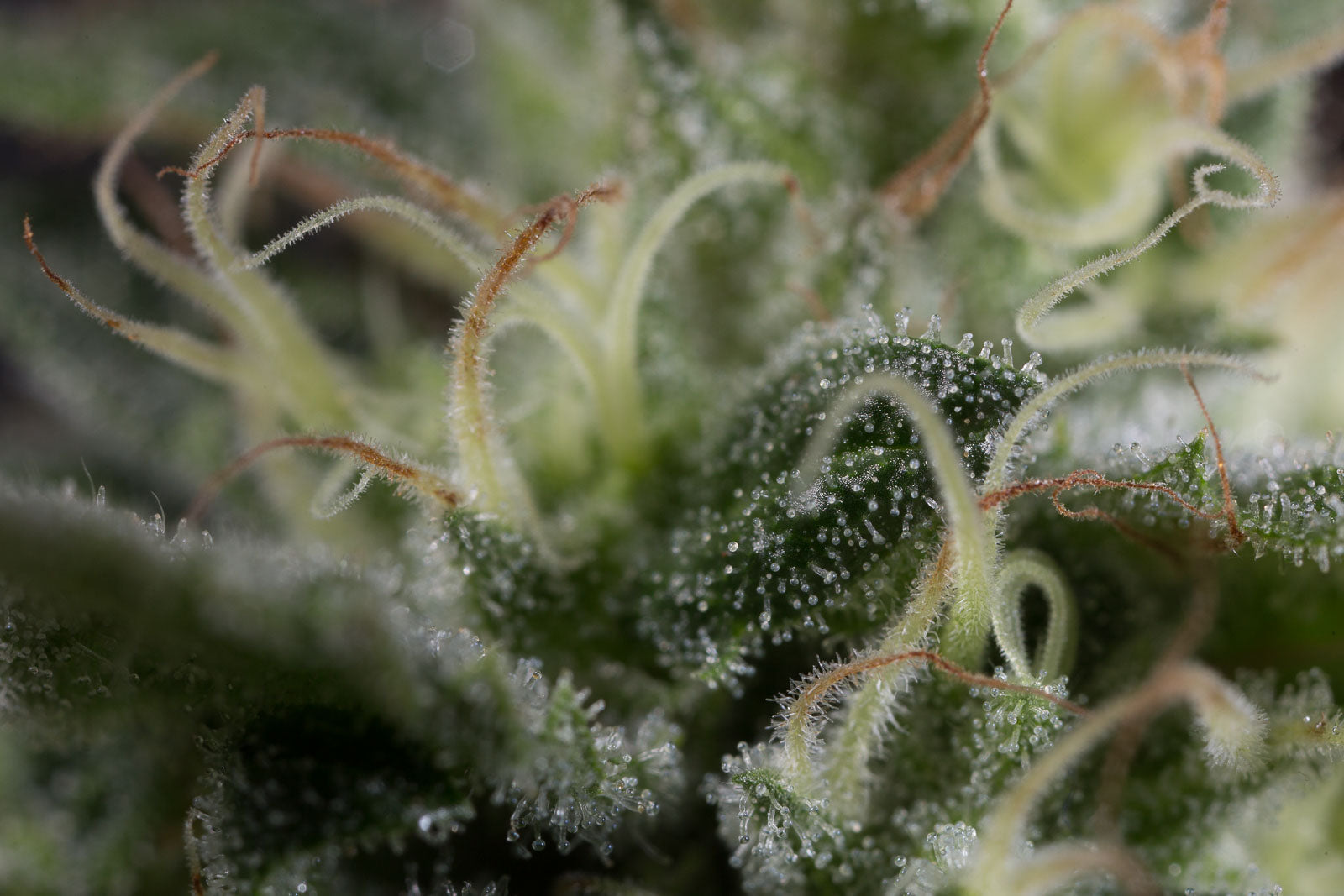 Humboldt Seeds Sapphire OG Feminisiert
