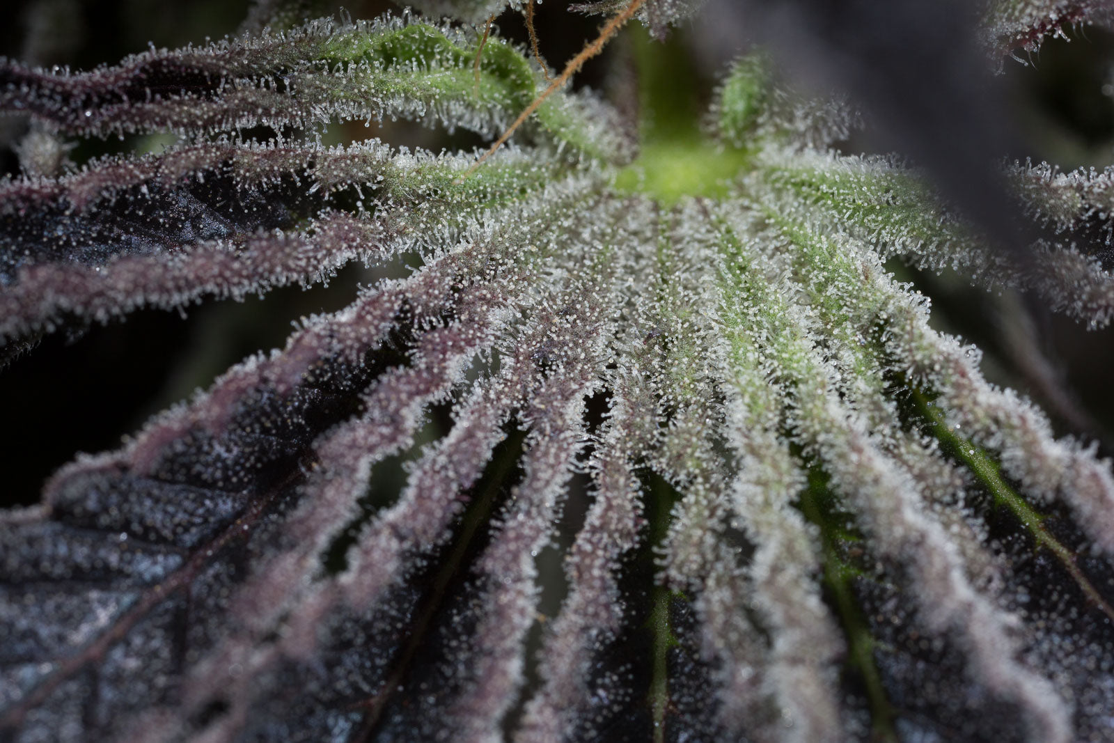 Humboldt Seeds Sapphire OG Feminisiert
