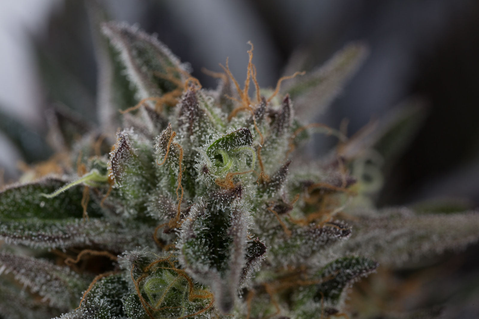 Humboldt Seeds Sapphire OG Feminisiert