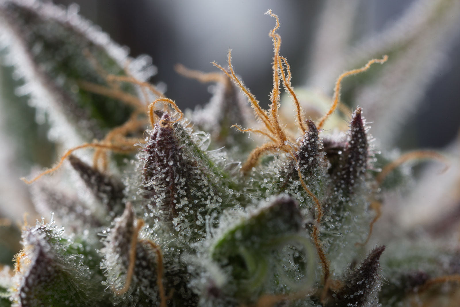 Humboldt Seeds Sapphire OG Feminisiert