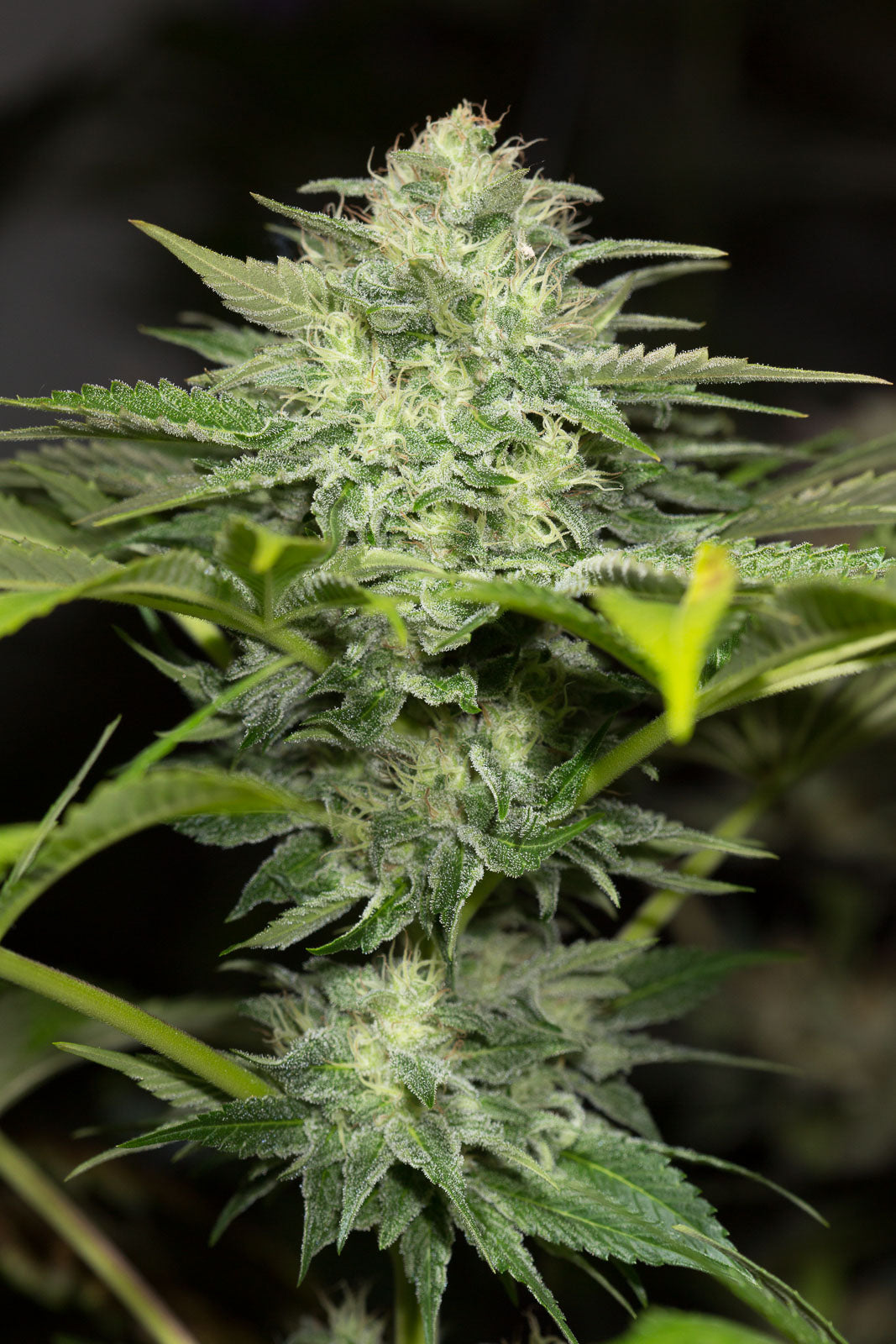 Humboldt Seeds Sapphire OG Feminisiert