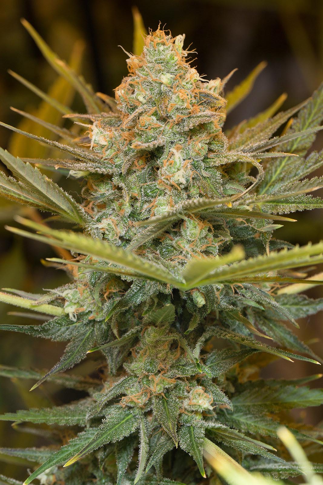 Humboldt Seeds Organization Three Blue Kings feminisiert