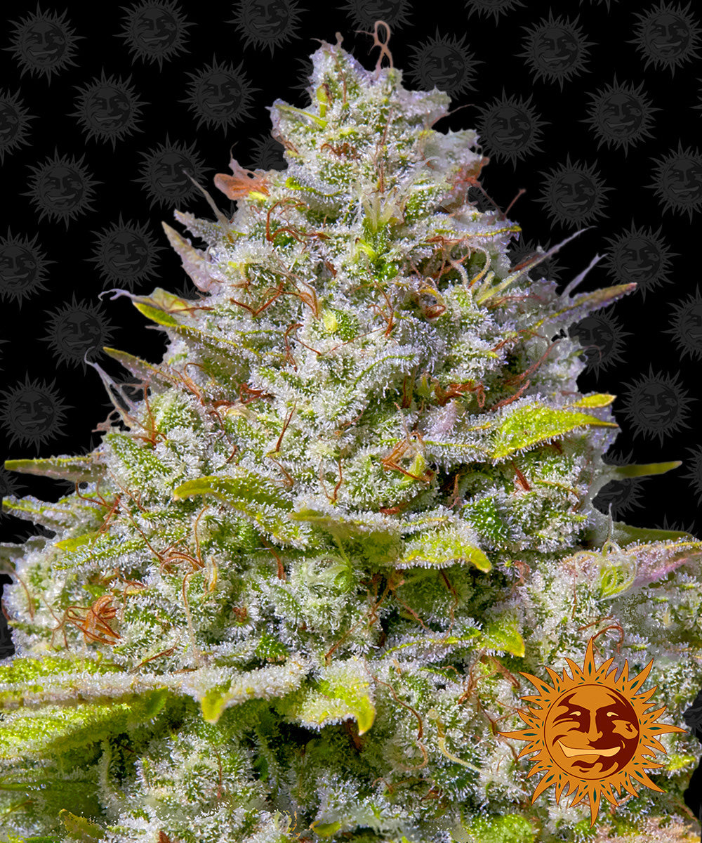 Barney's Farm Blue Gelato 41, feminisiert
