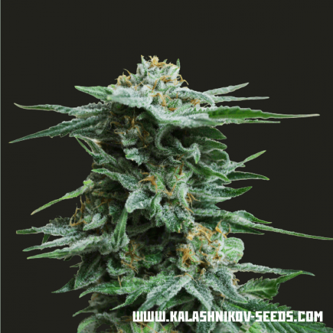 Kalashnikov Seeds AK Kush Feminisiert