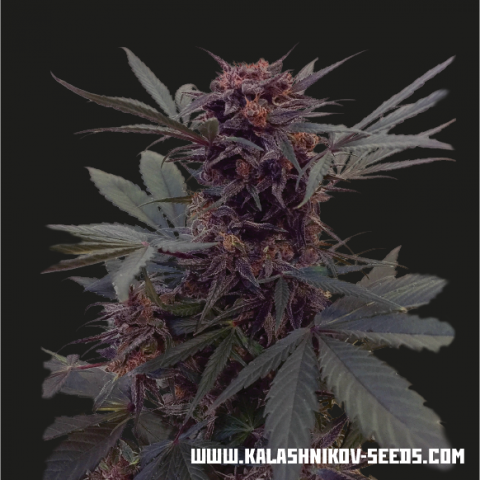 Kalashnikov Seeds Babushka Black Auto Feminisiert Autoflower