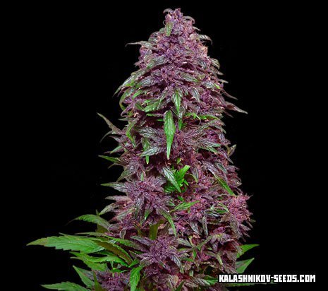 Kalashnikov Seeds Purple Mazar Auto Feminisiert Autoflower