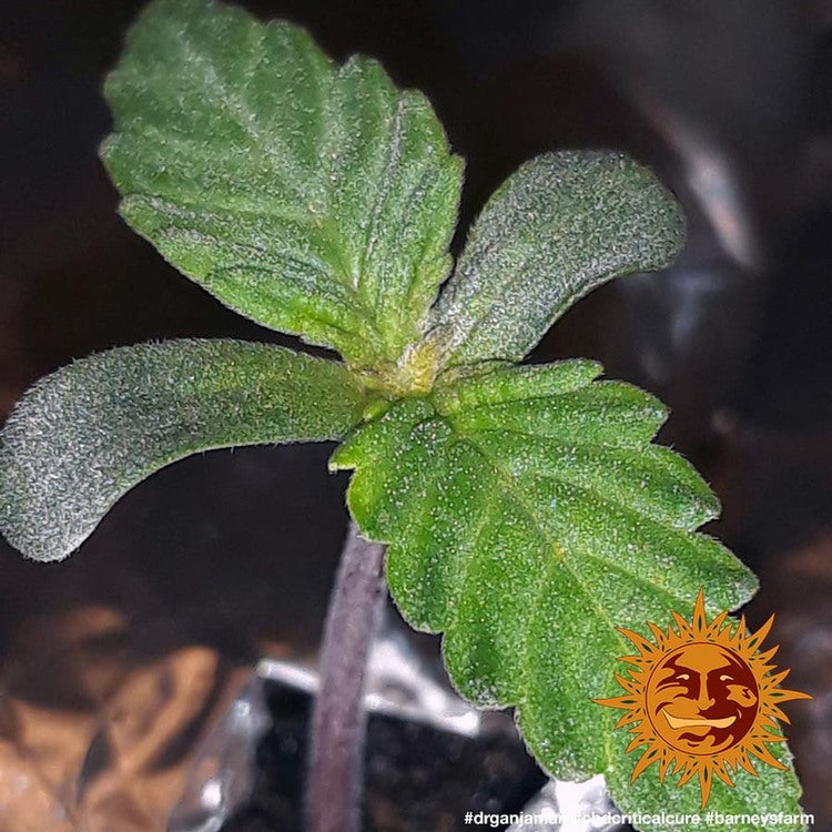 Barney's Farm CBD Blue Shark, feminisiert