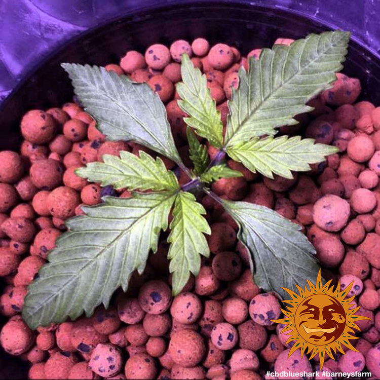Barney's Farm CBD Blue Shark, feminisiert