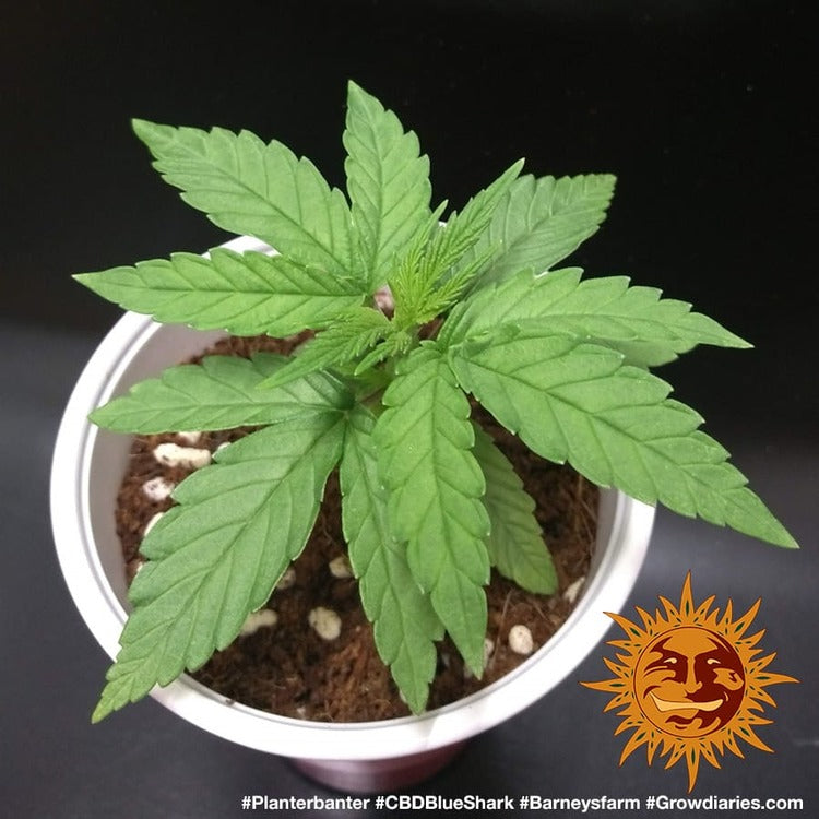 Barney's Farm CBD Blue Shark, feminisiert