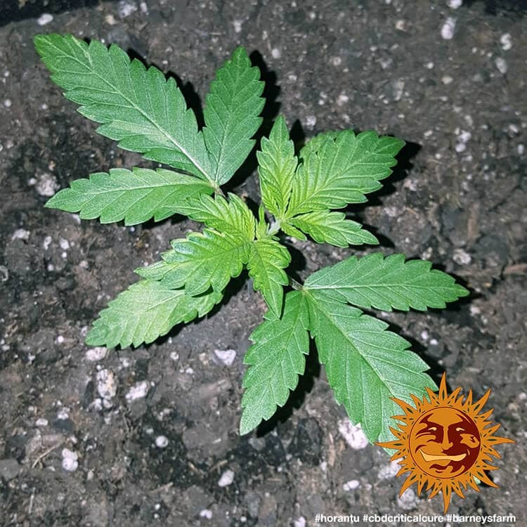 Barney's Farm CBD Critical Cure Feminisiert