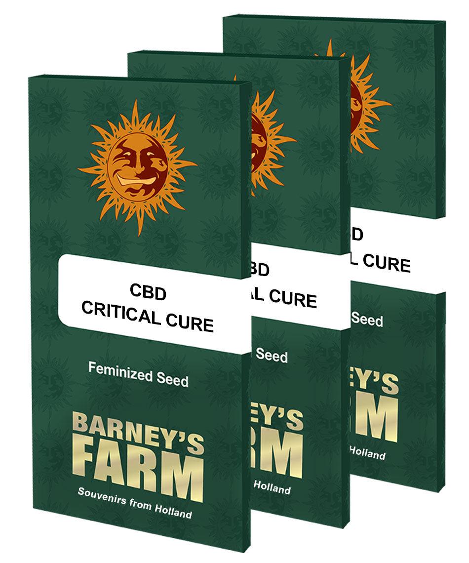 Barney's Farm CBD Critical Cure Feminisiert