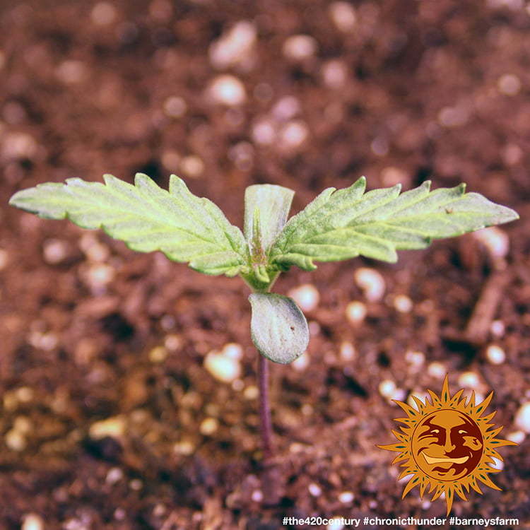 Barney's Farm Chronic Thunder Feminisiert