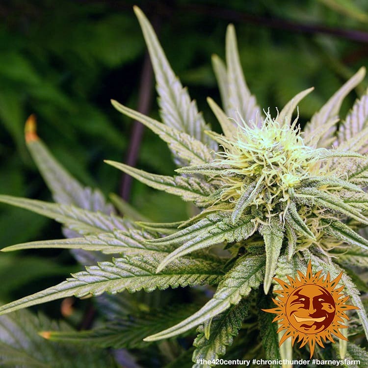 Barney's Farm Chronic Thunder Feminisiert