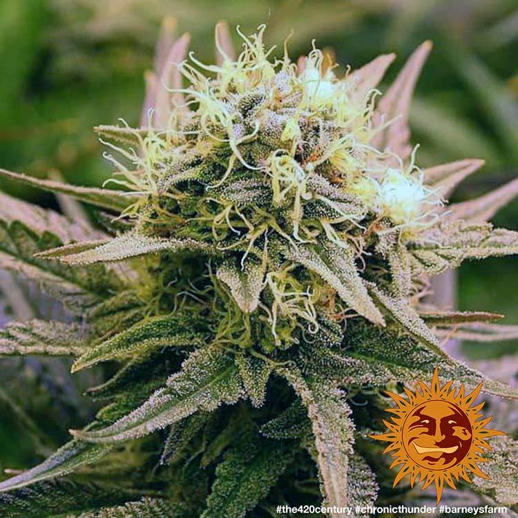 Barney's Farm Chronic Thunder Feminisiert