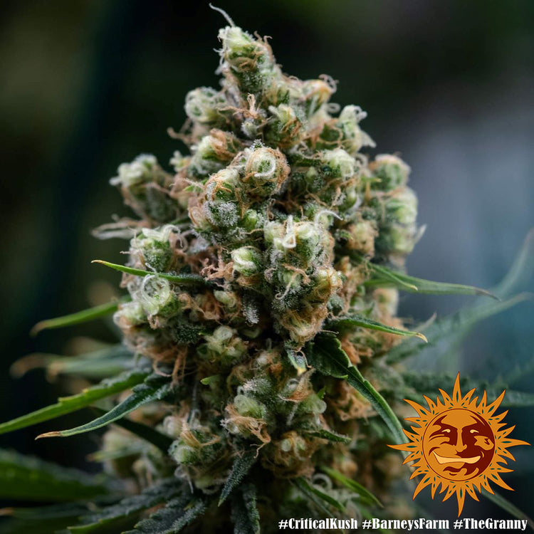 Barney's Farm Critical Kush feminisiert