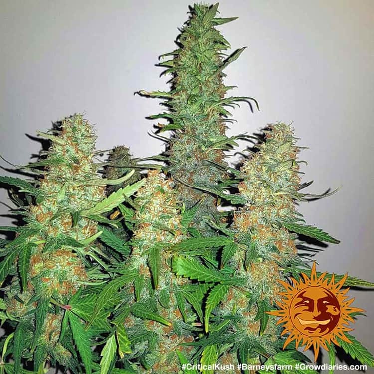 Barney's Farm Critical Kush feminisiert