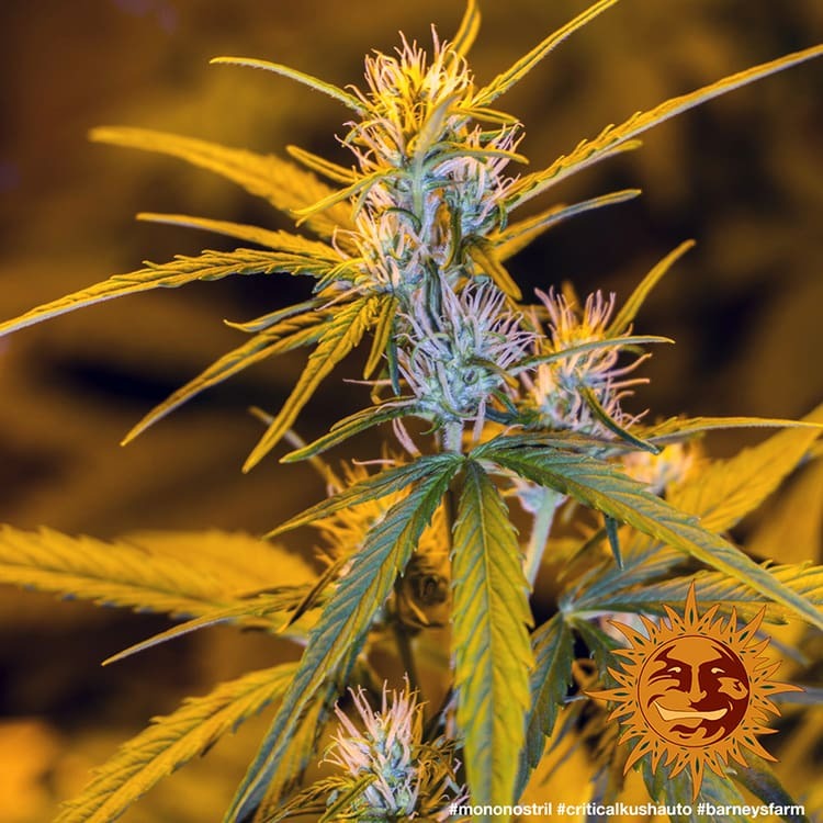 Barney's Farm Critical Kush Auto Feminisierte Autoflower