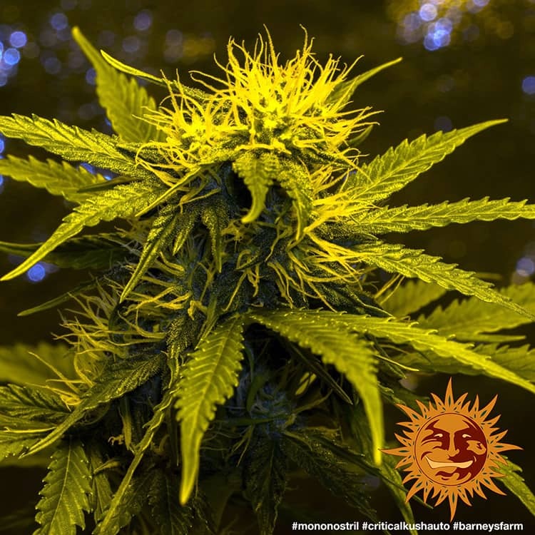 Barney's Farm Critical Kush Auto Feminisierte Autoflower