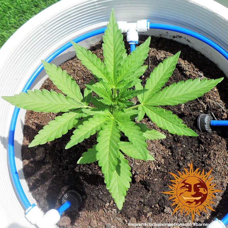 Barney's Farm CBD Lemon Potion Auto Feminisiert Autoflower