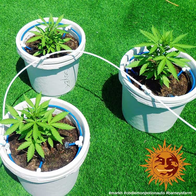 Barney's Farm CBD Lemon Potion Auto Feminisiert Autoflower