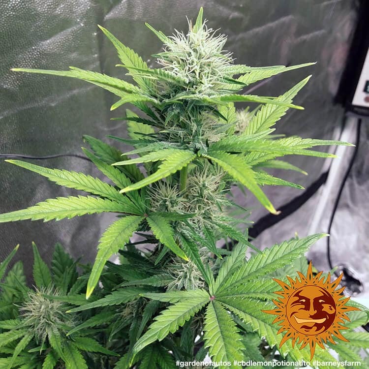 Barney's Farm CBD Lemon Potion Auto Feminisiert Autoflower