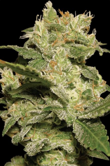 Paradise Seeds Auto Jack