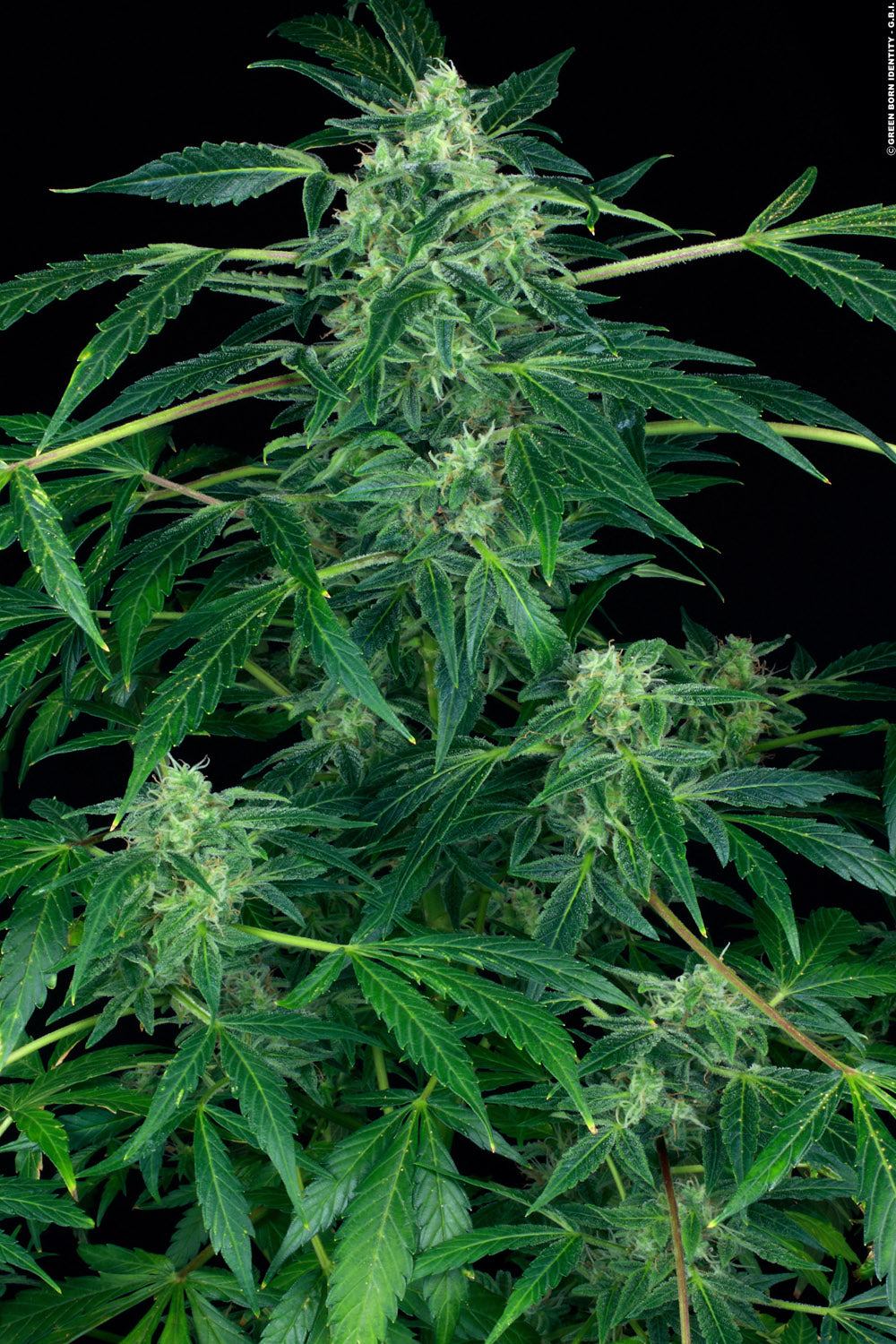 Paradise Seeds Auto Jack