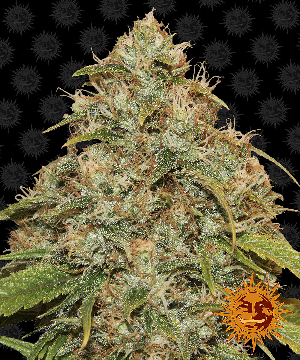 Barney's Farm CBD Lemon Potion Auto Feminisiert Autoflower