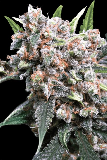 Paradise Seeds Auto Wappa