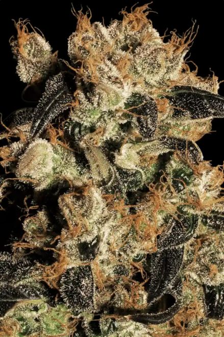 Paradise Seeds Auto White Berry