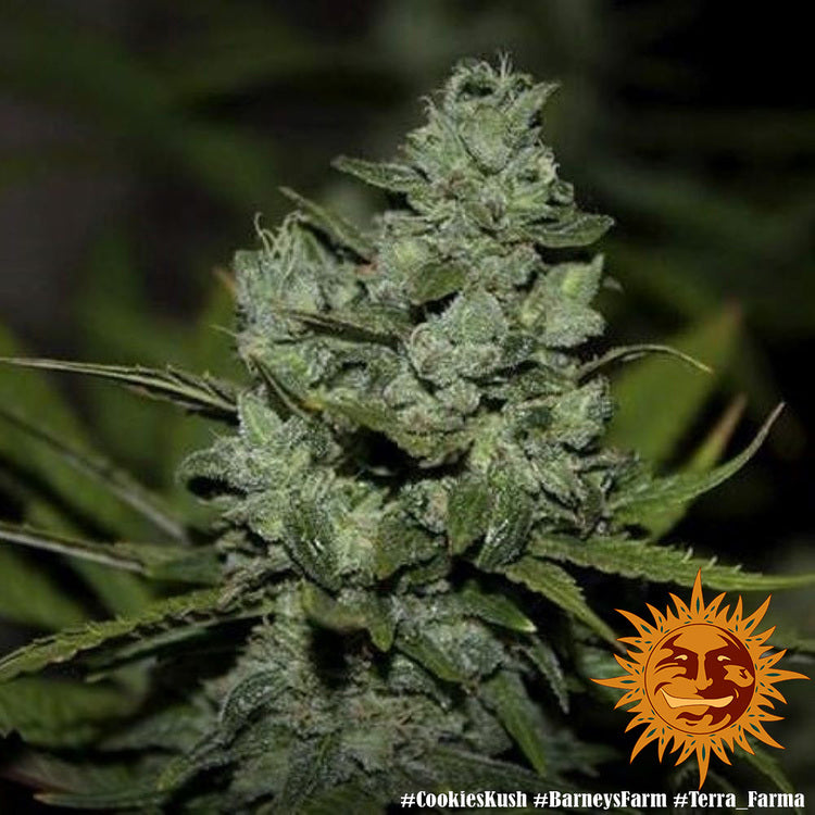 Barney's Farm Cookies Kush Feminisiert
