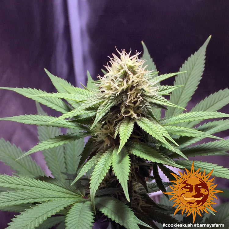 Barney's Farm Cookies Kush Feminisiert
