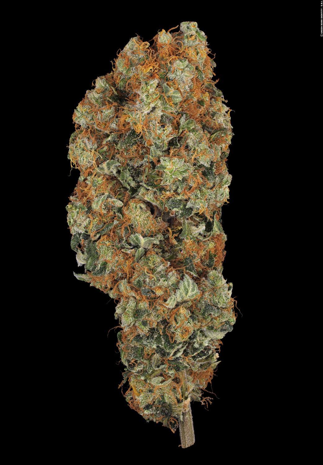 Paradise Seeds CHONG'S CHOICE Blue Kush Berry feminisiert