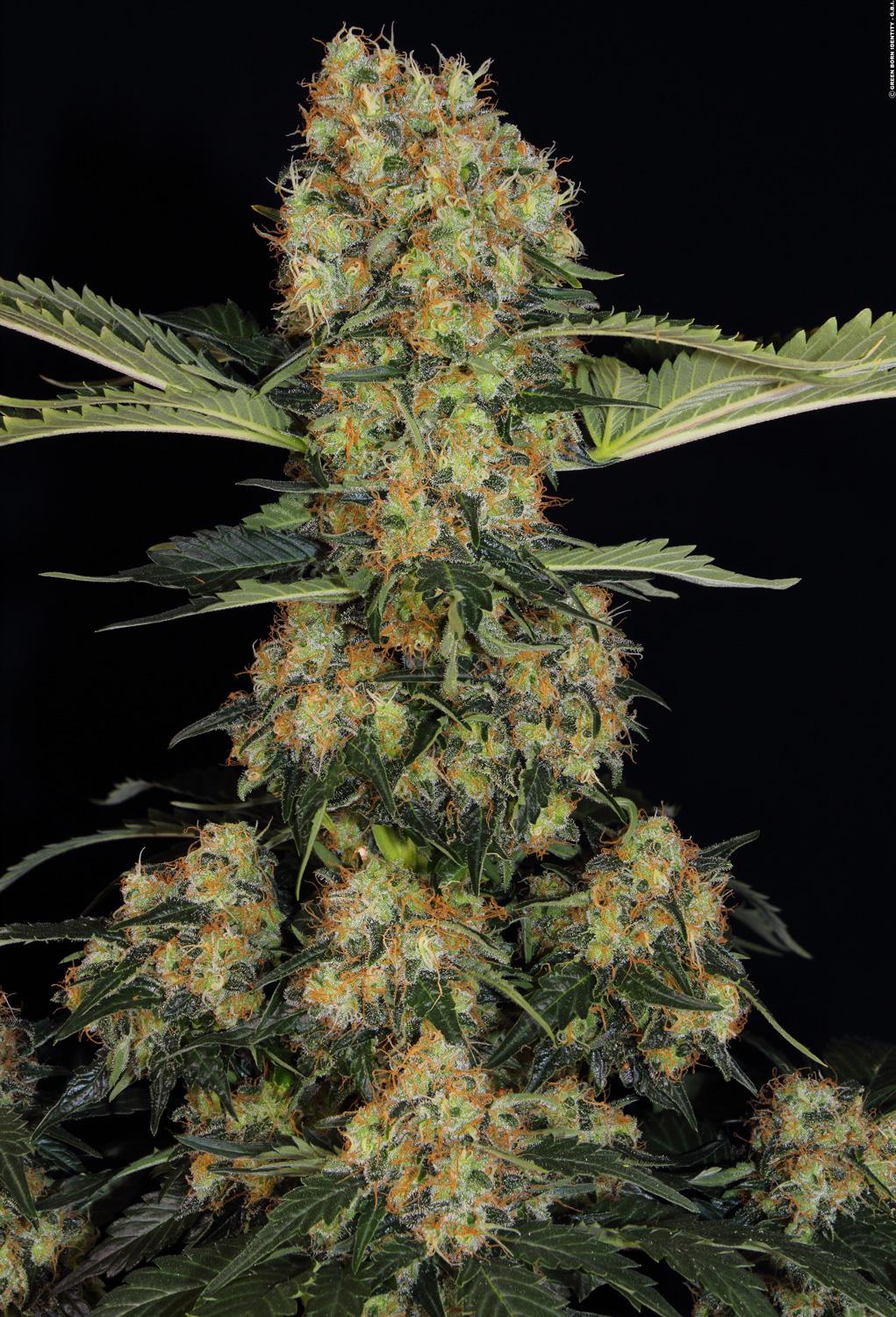 Paradise Seeds CHONG'S CHOICE Blue Kush Berry feminisiert