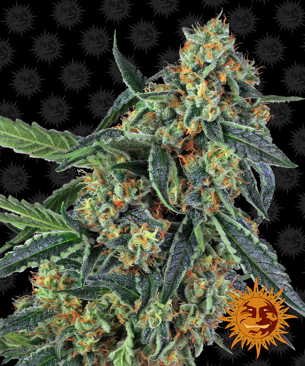 Barney's Farm Cookies Kush Feminisiert