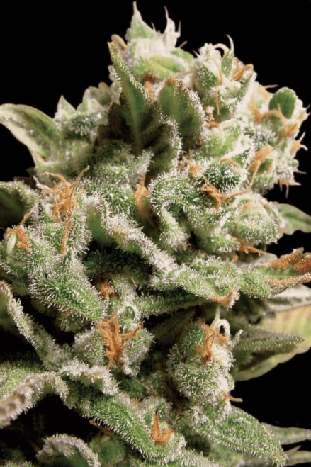 Paradise Seeds Dutch Dragon Regular