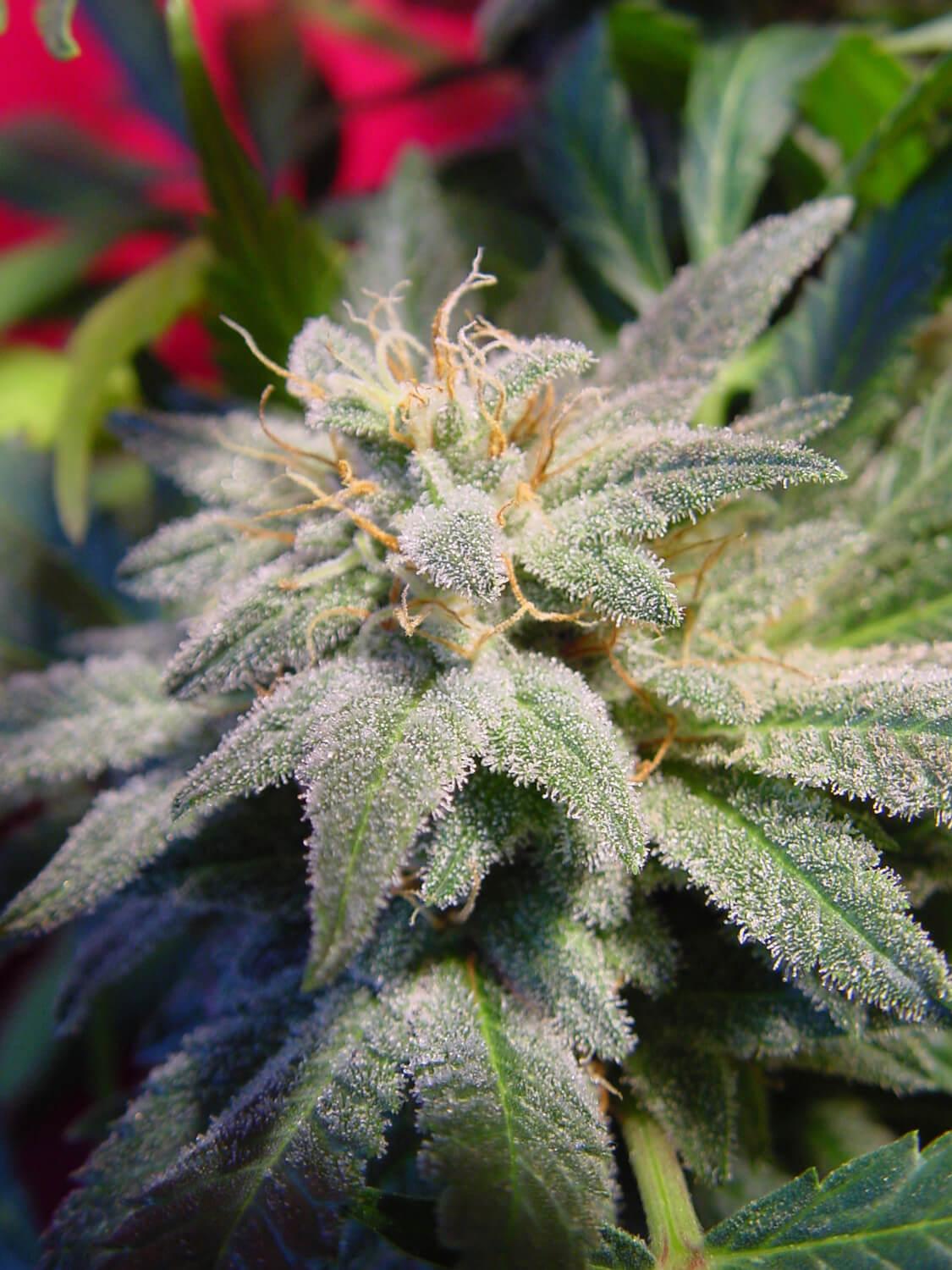 Paradise Seeds Magic Bud Regulär