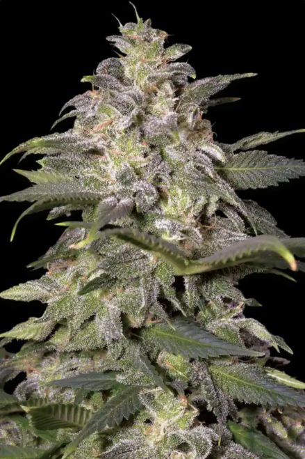 Paradise Seeds Magic Bud Regulär