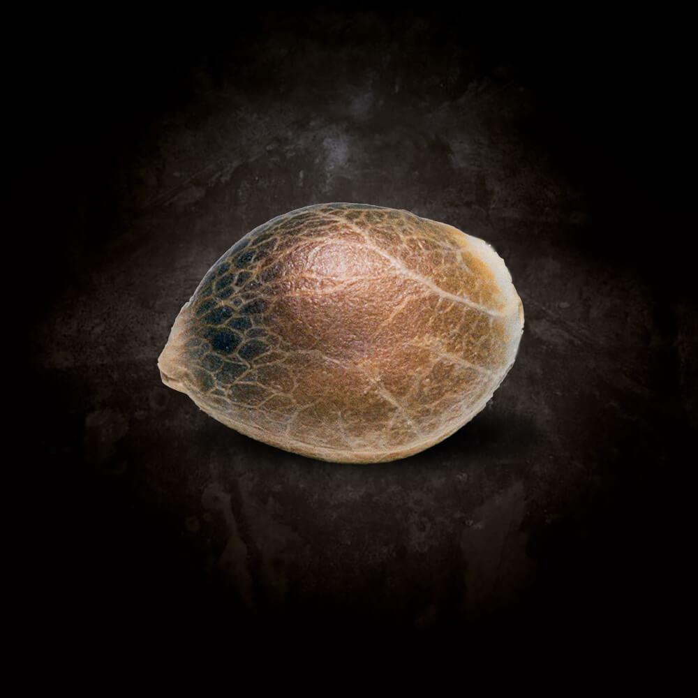 Paradise Seeds Nebula Regulär
