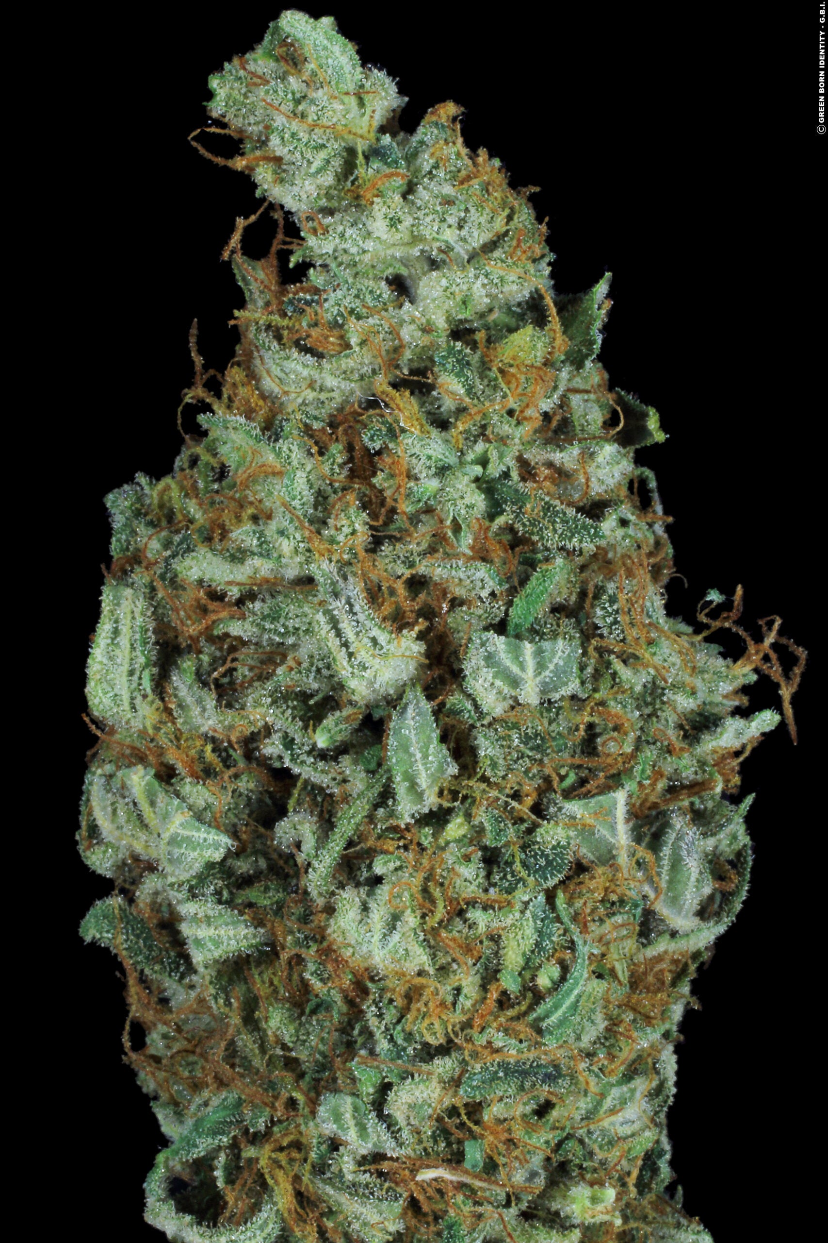 Paradise Seeds Sensi Star Regular