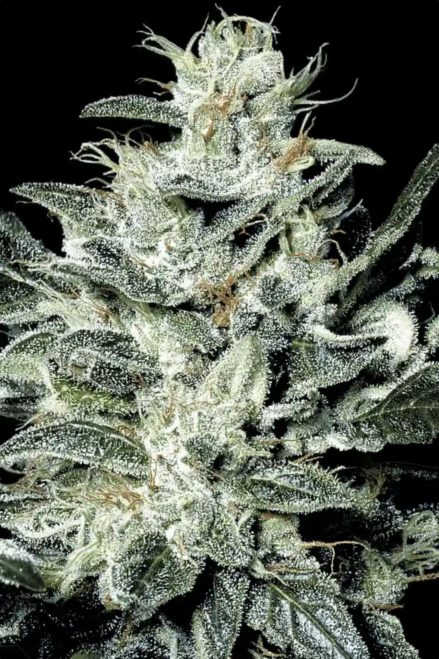 Paradise Seeds Sensi Star Regular