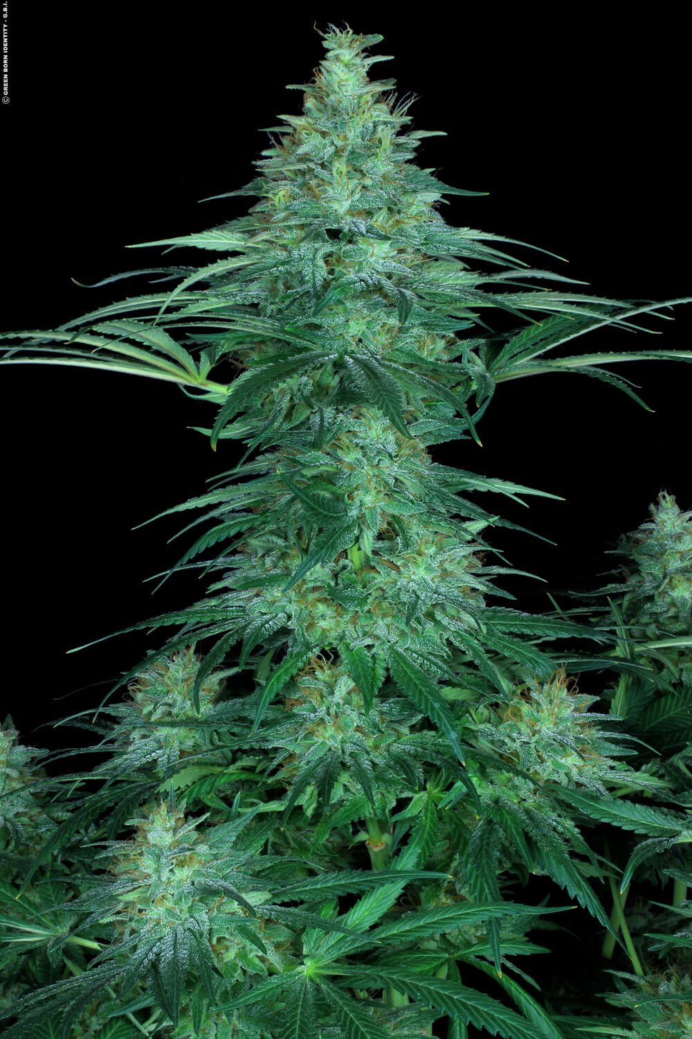 Paradise Seeds Sensi Star Regular
