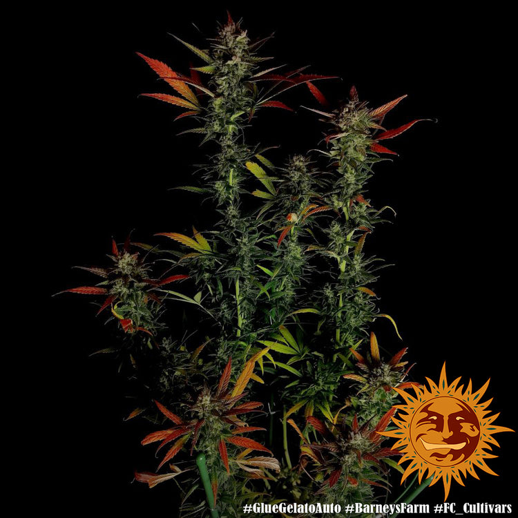 Barney's Farm Glue Gelato Auto