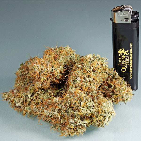 Royal Queen Seeds Amnesia Haze Automatic