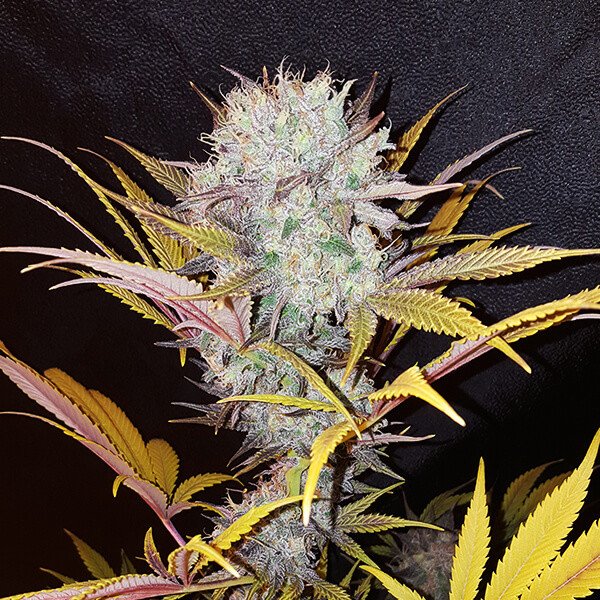 Royal Queen Seeds Blue Mystic Feminisiert