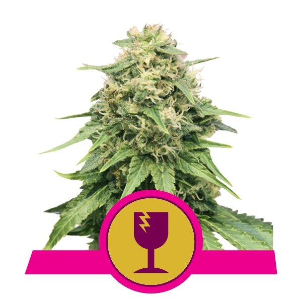 Royal Queen Seeds Critical feminisiert