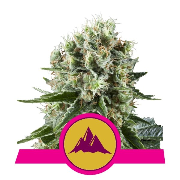 Royal Queen Seeds Critical Kush Feminisiert