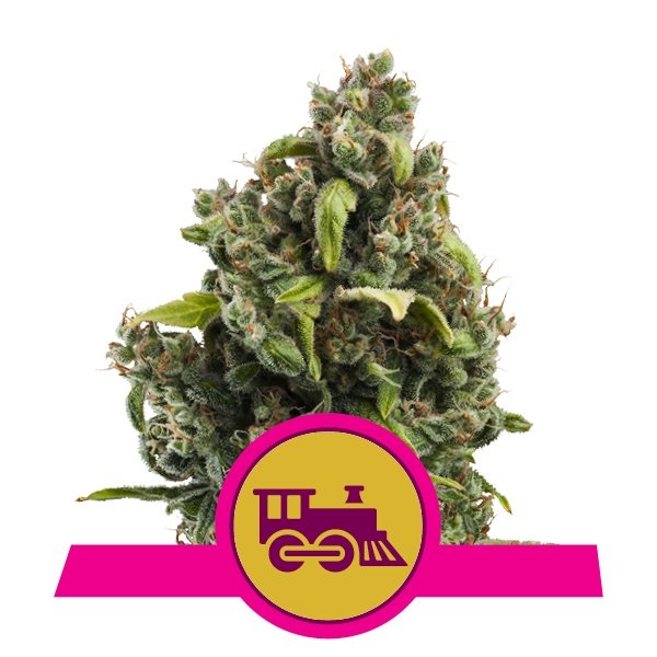 Royal Queen Seeds Candy Kush Express Feminisiert