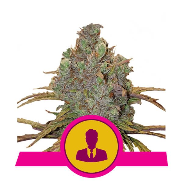 Royal Queen Seeds El Patron Feminisiert